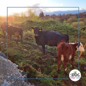Voyage en Irlande la Doc